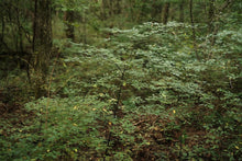 画像をギャラリービューアに読み込む, クロモジ ハーブティー ・チャイetc 4種 / noi