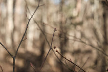 画像をギャラリービューアに読み込む, クロモジ ハーブティー ・チャイetc 4種 / noi